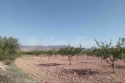 Helårsgrund i Yecla, Murcia, Yecla - € 300.000 | Ref: SF0504 - foto 15